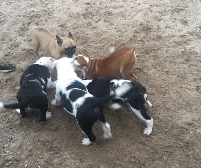 Chiot Bulldog continental Of Skall From Valhalla