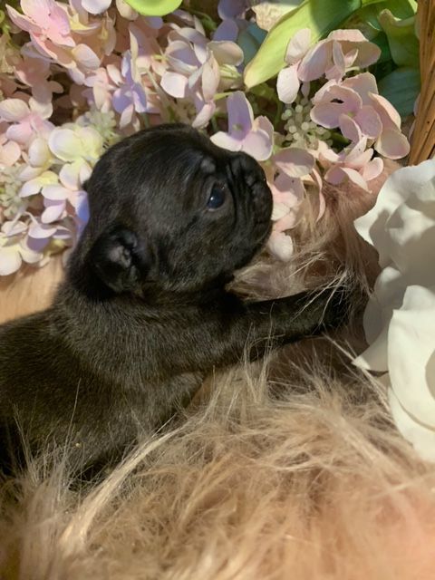 Of Skall From Valhalla - Chiots disponibles - Bouledogue français
