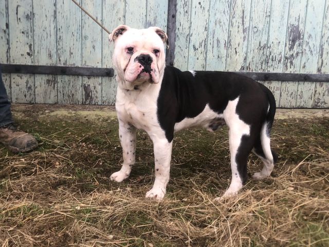 Of Skall From Valhalla - Chiots disponibles - Bulldog continental