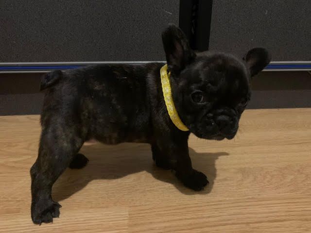 Of Skall From Valhalla - Chiots disponibles - Bouledogue français