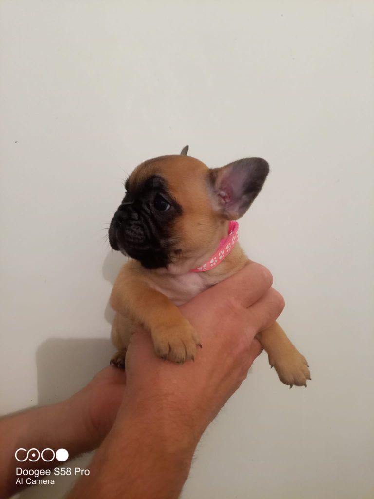 Of Skall From Valhalla - Chiots disponibles - Bouledogue français