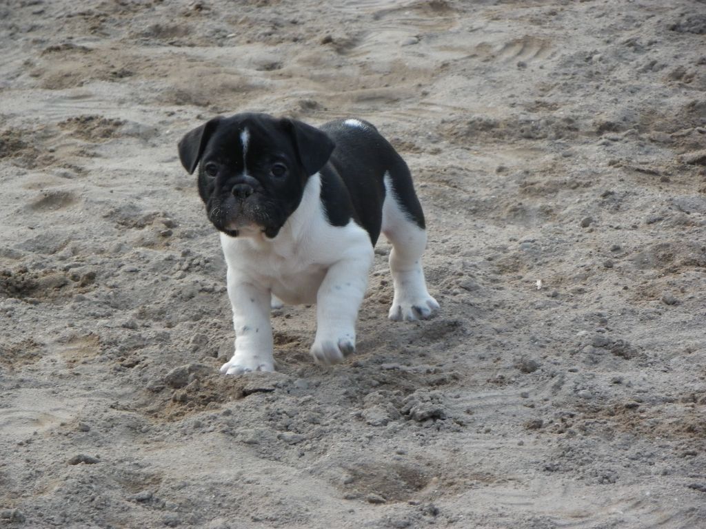 Of Skall From Valhalla - Chiots disponibles - Bouledogue français