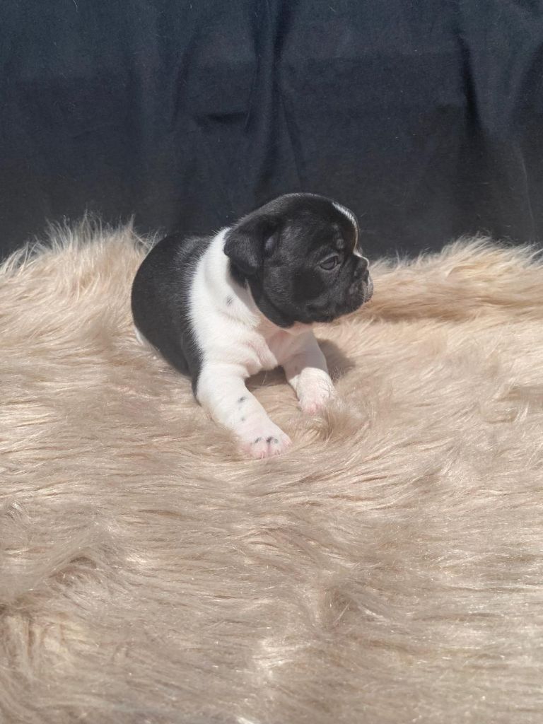 Of Skall From Valhalla - Chiots disponibles - Bouledogue français