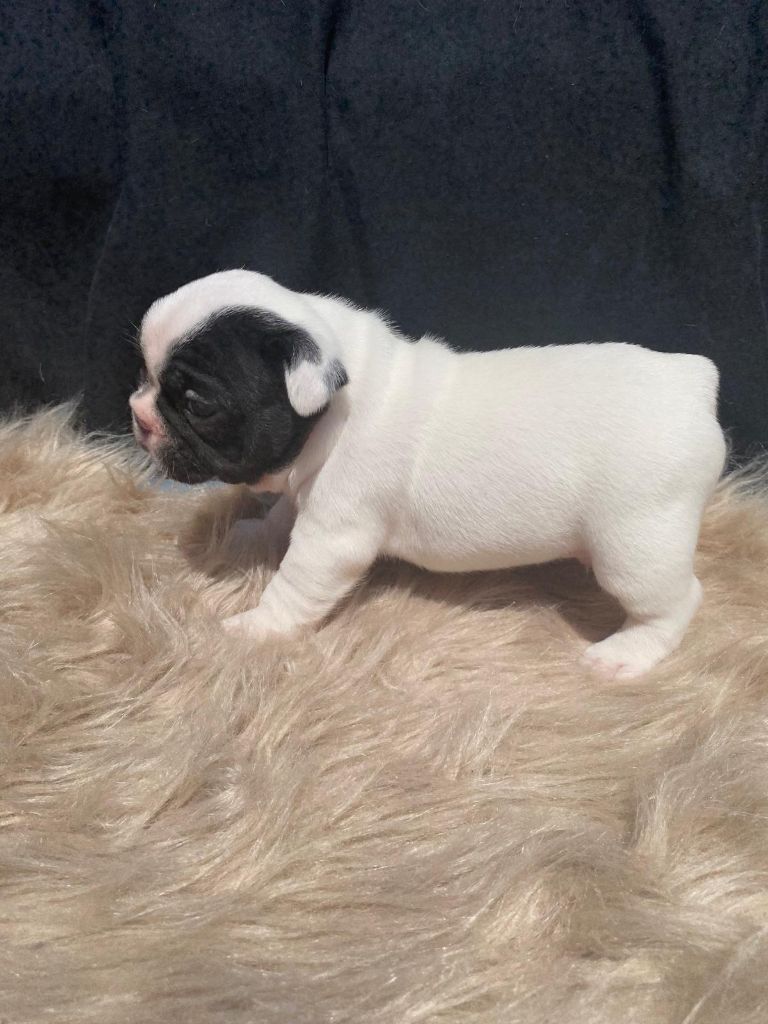Of Skall From Valhalla - Chiots disponibles - Bouledogue français
