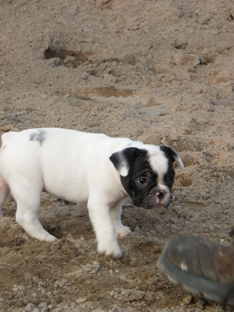Of Skall From Valhalla - Chiots disponibles - Bouledogue français