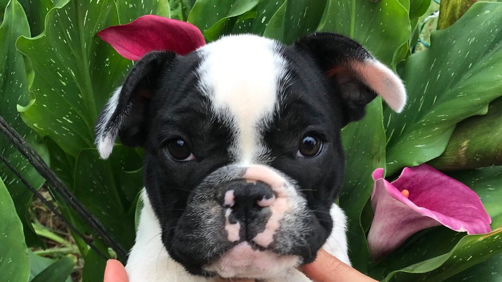 Of Skall From Valhalla - Chiots disponibles - Bouledogue français