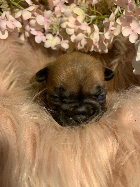 Of Skall From Valhalla - Chiots disponibles - Bouledogue français