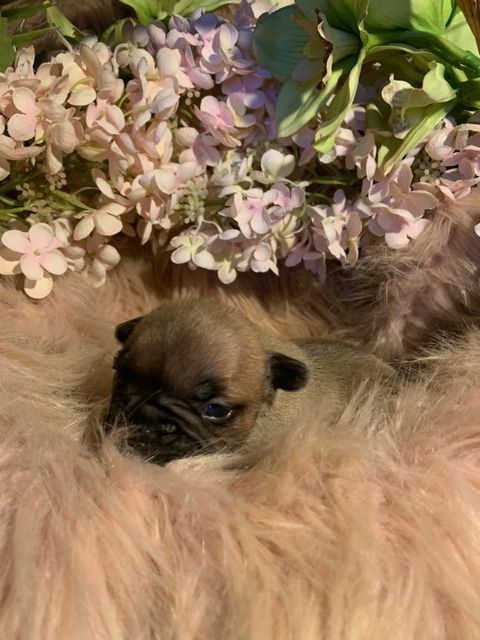 Of Skall From Valhalla - Chiots disponibles - Bouledogue français