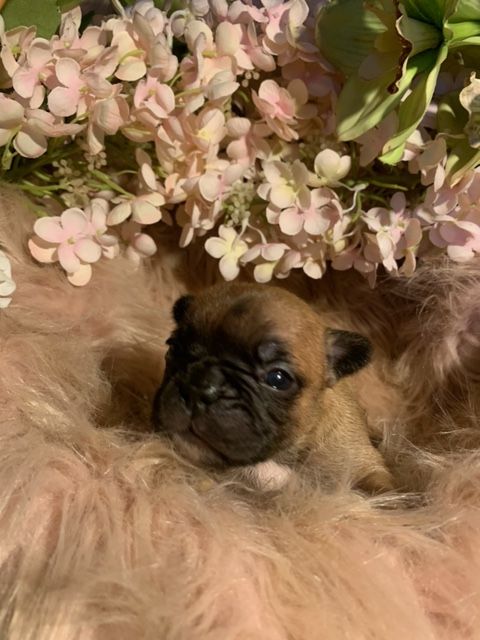 Of Skall From Valhalla - Chiots disponibles - Bouledogue français