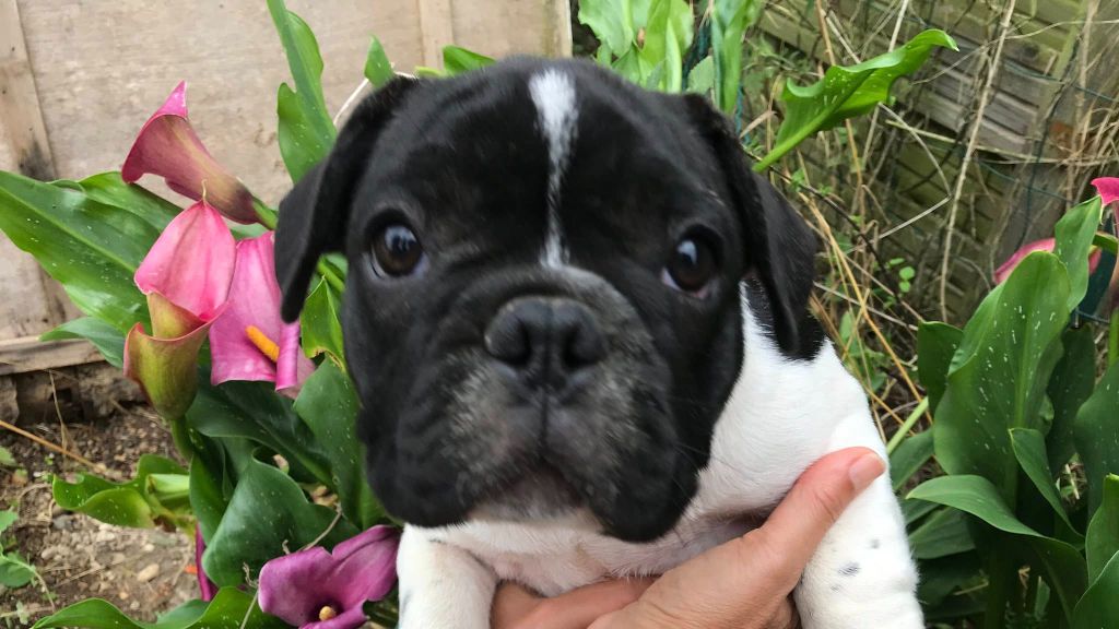 Of Skall From Valhalla - Chiots disponibles - Bouledogue français