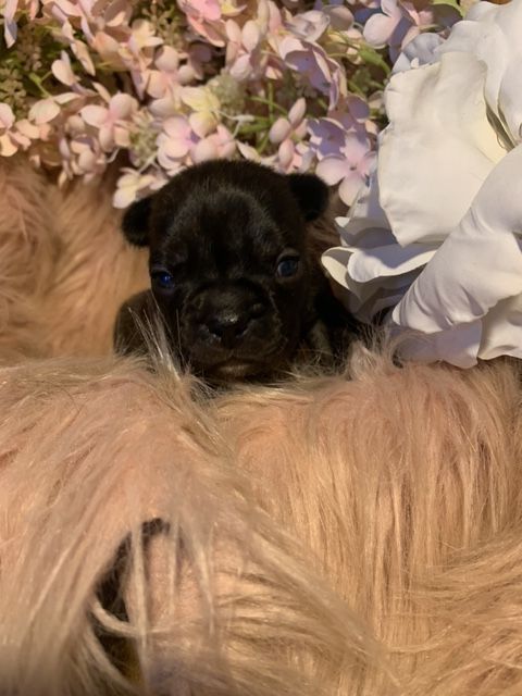 Of Skall From Valhalla - Chiots disponibles - Bouledogue français